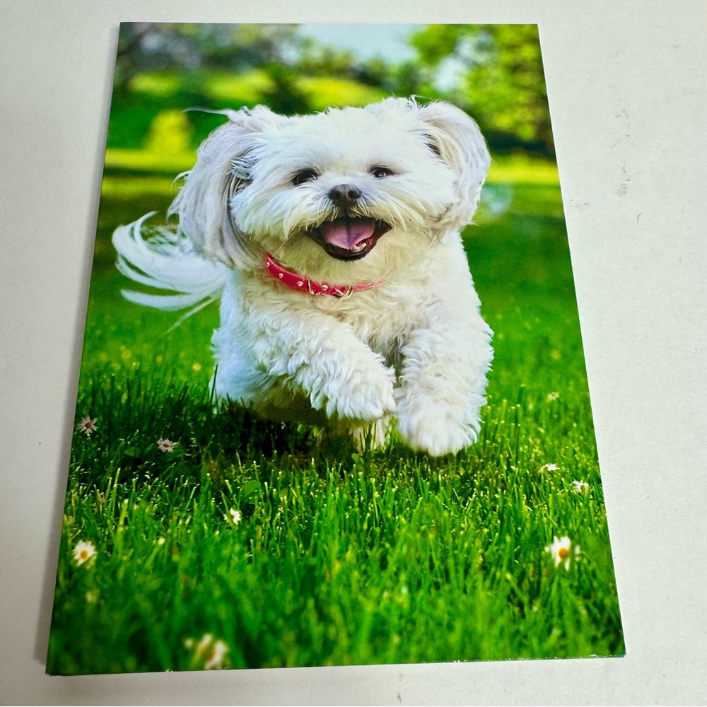 5 Avanti Greeting cards- white dog running through grass
Holiday: Valentines Day